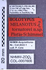 Etiketten zu Melanotus tornatorei (Platia & Schimmel, 2001) (NHMW-ZOO-COL-0007606)